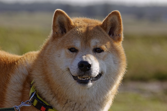 Psí plemeno Shiba–Inu, které je populárním memem na internetu